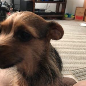 Meet your Posher, Evelyn